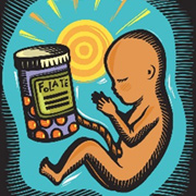 illustration of a fetus in the womb