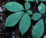 panax quinquefolius