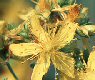 St. John's Wort flower